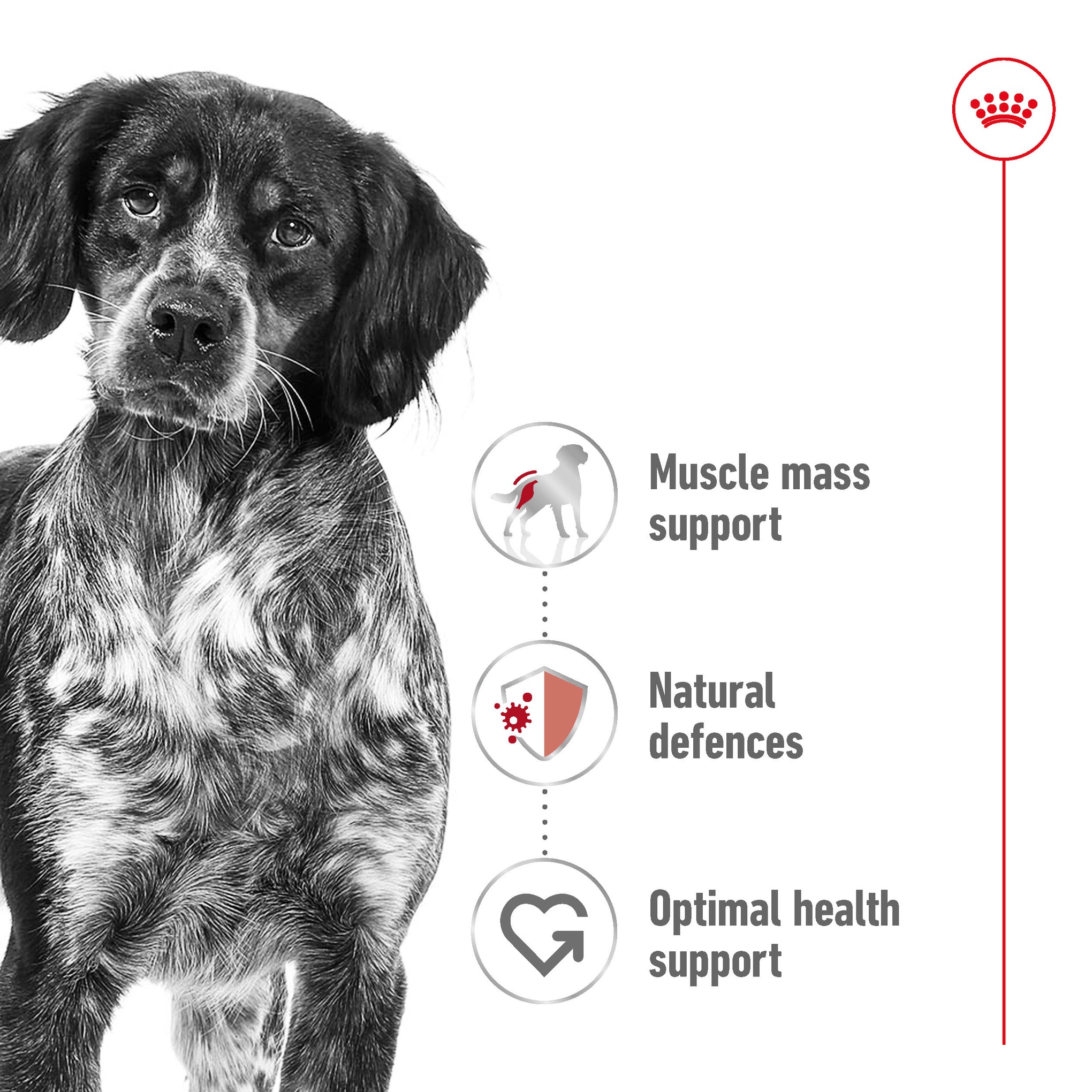 Royal Canin Medium Adult Wet Dog Food Pouches 140g x 10