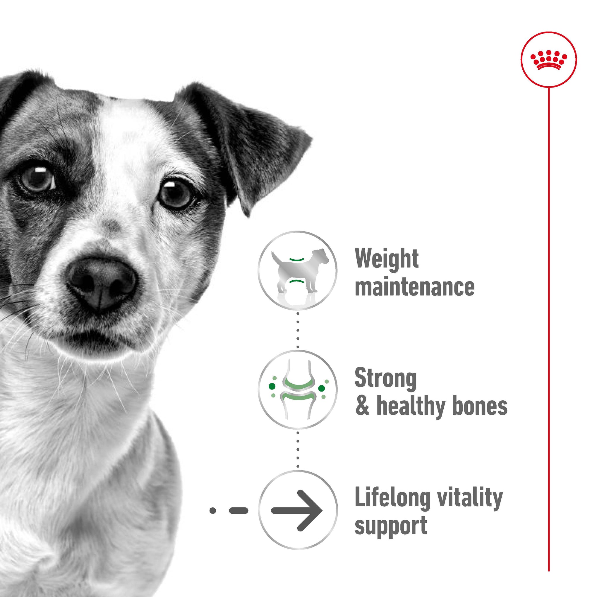 Royal Canin Mini Ageing 12+ Wet Dog Food Pouches 85g x 12