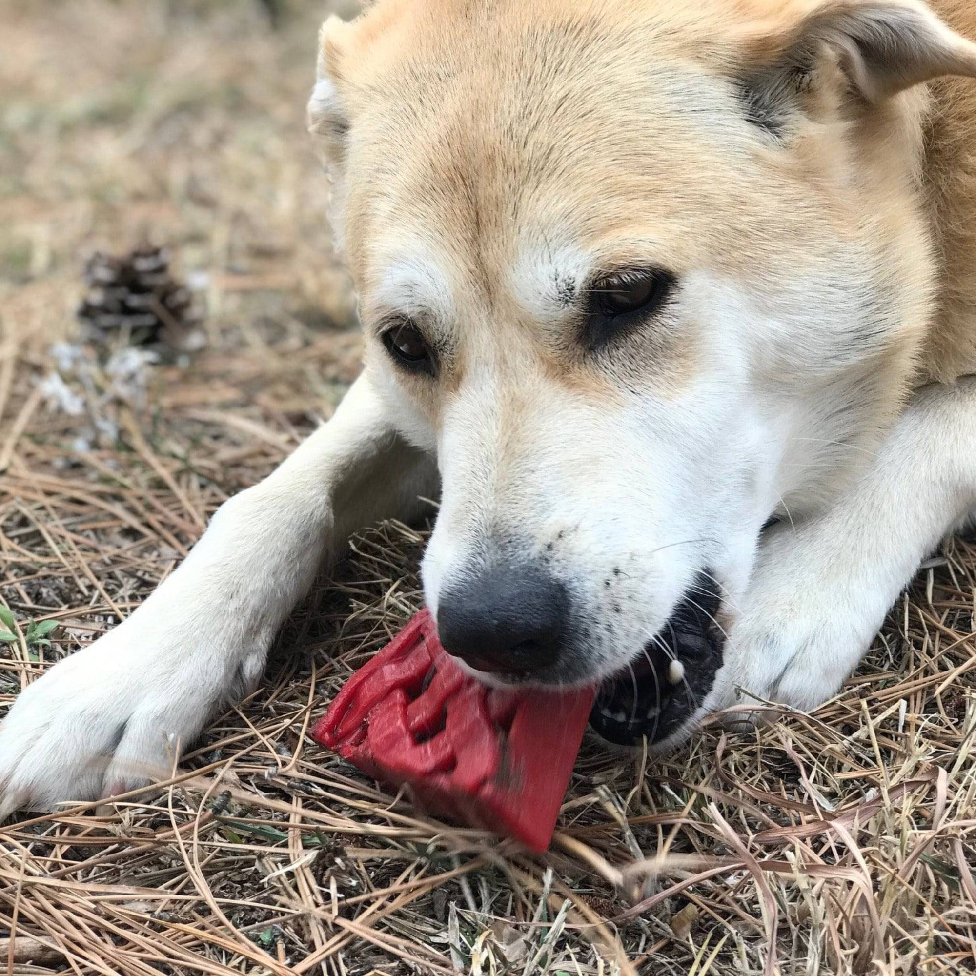 SodaPup Nylon Cherry Pie Dog Toy