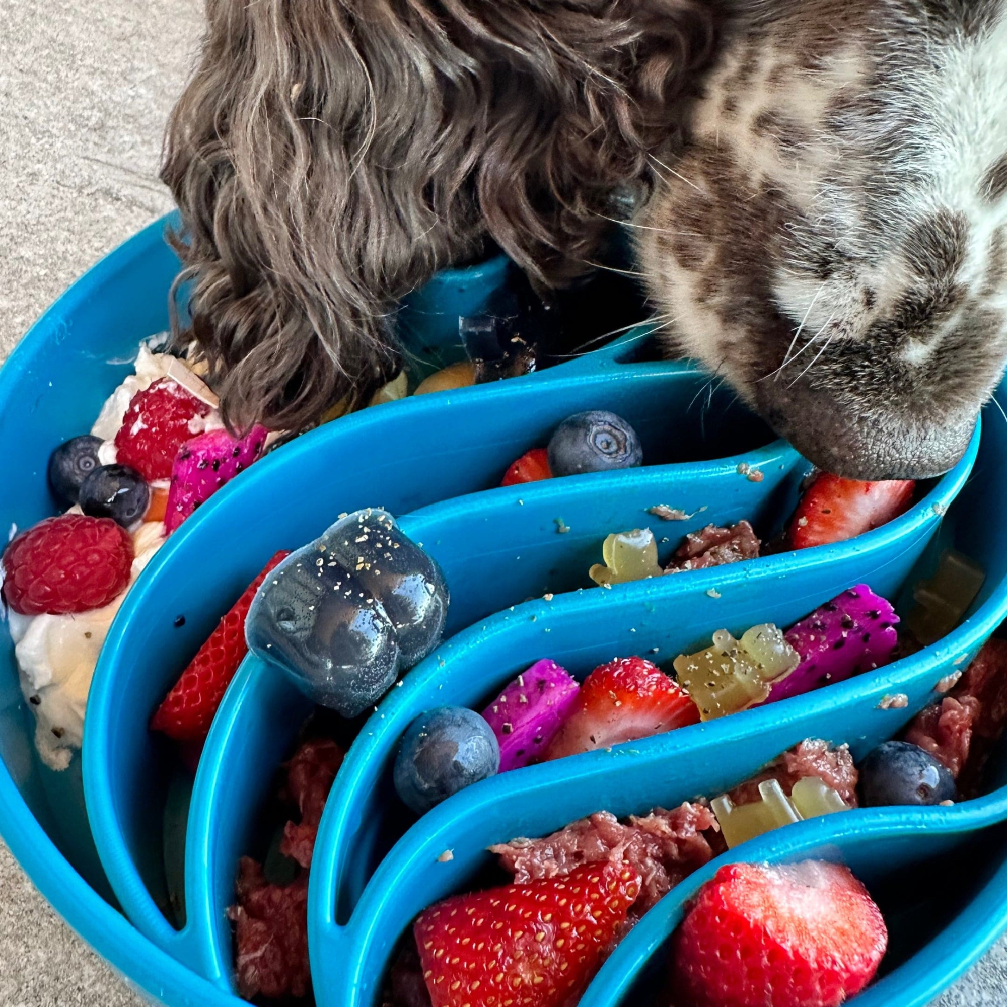 SodaPup Wave eBowl Dog Bowl