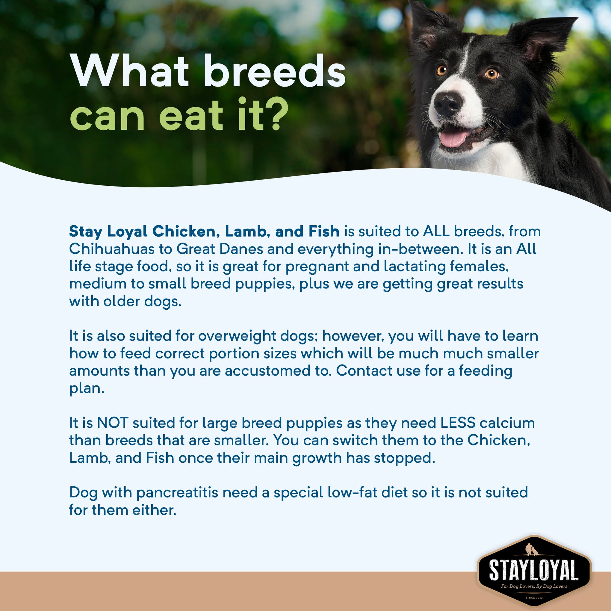 Stay Loyal Premium Original Chicken Lamb & Fish Grain Free Dry Dog Food