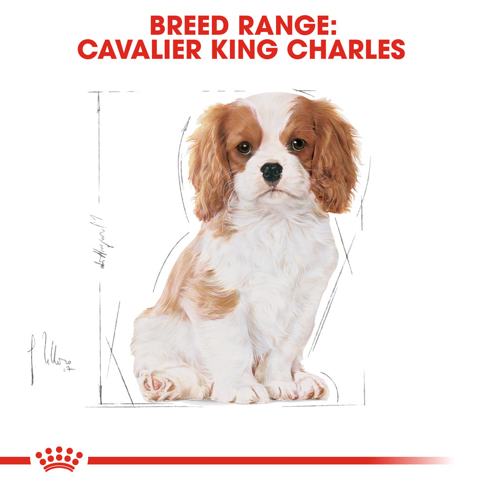 Royal Canin Dog Cavalier King Charles Puppy Dry Food 1.5kg