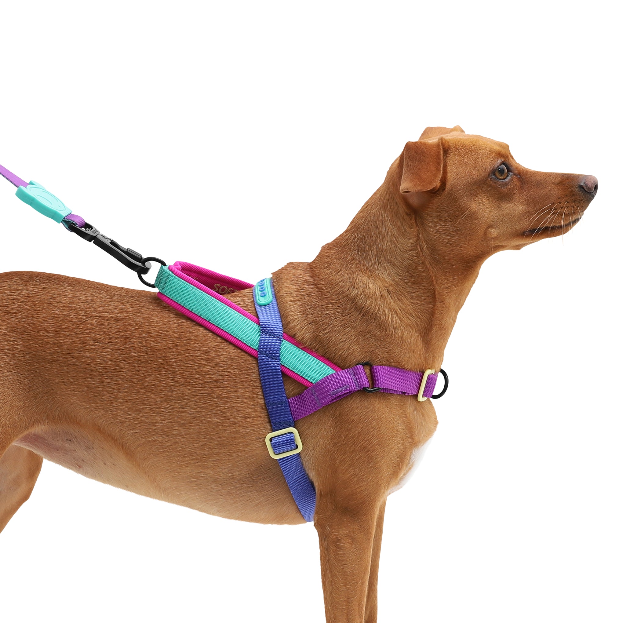Zee Dog Shockwave SofterWalk Dog Harness