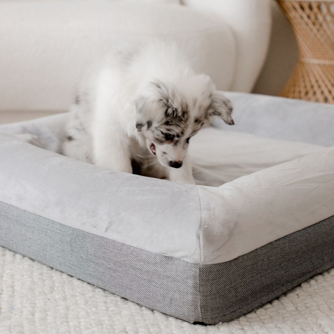 Grey plush dog bed best sale