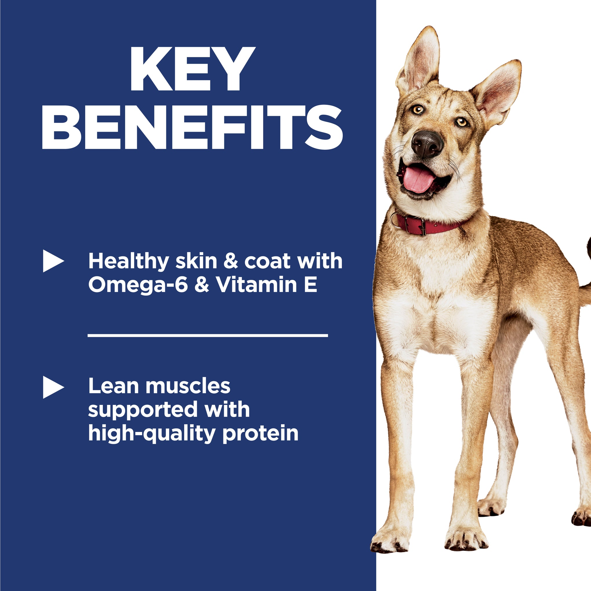 Hill's Science Diet Adult Dry Dog Food
