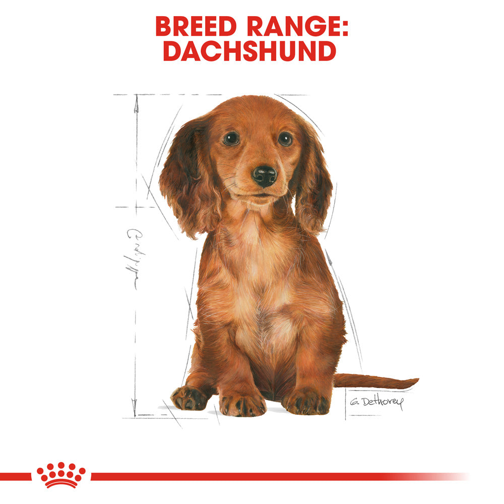 Royal Canin Dachshund Puppy Dry Dog Food 1.5kg