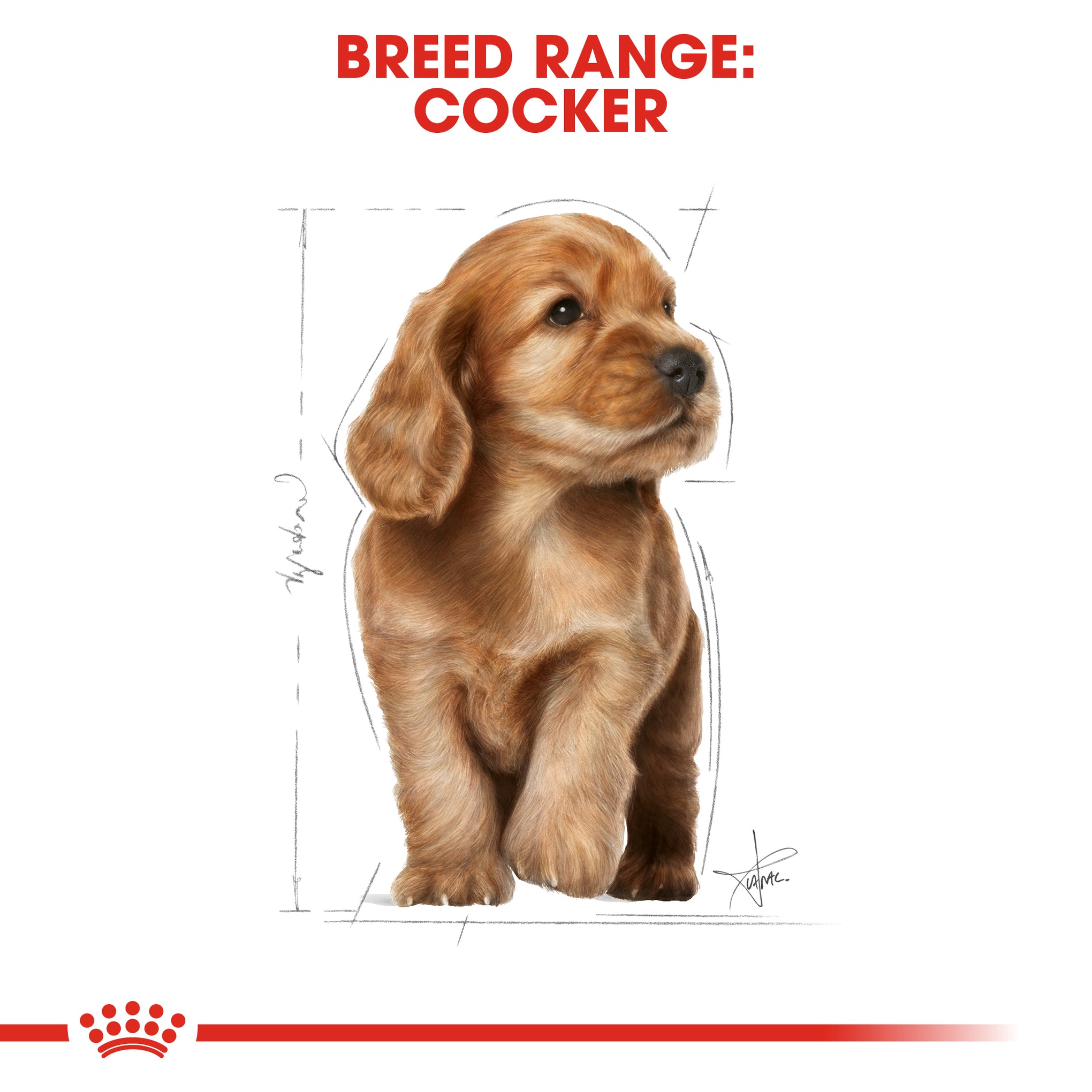 Royal Canin Dog Cocker Spaniel Puppy Dry Food 3kg