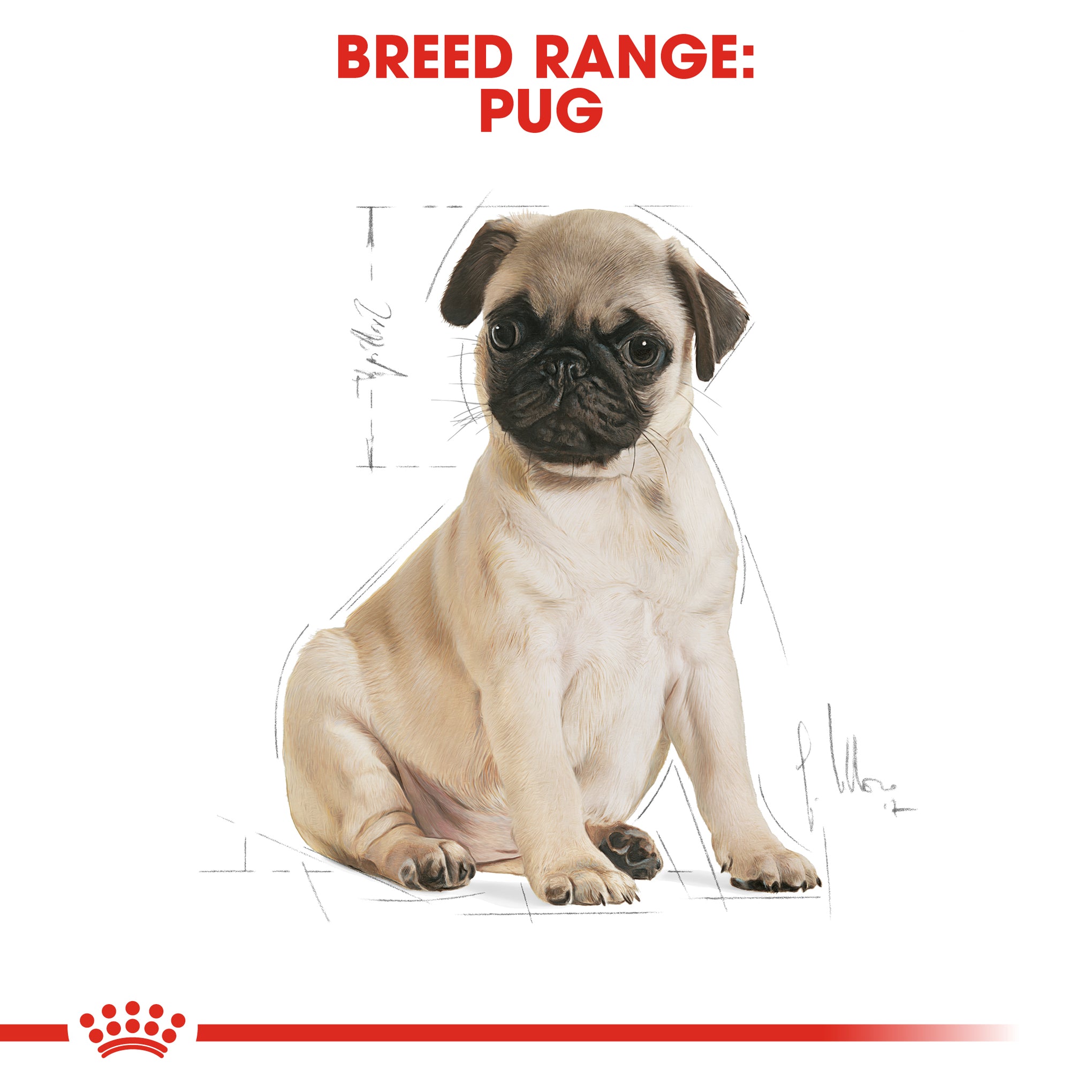 Royal Canin Dog Pug Puppy Dry Food 1.5kg