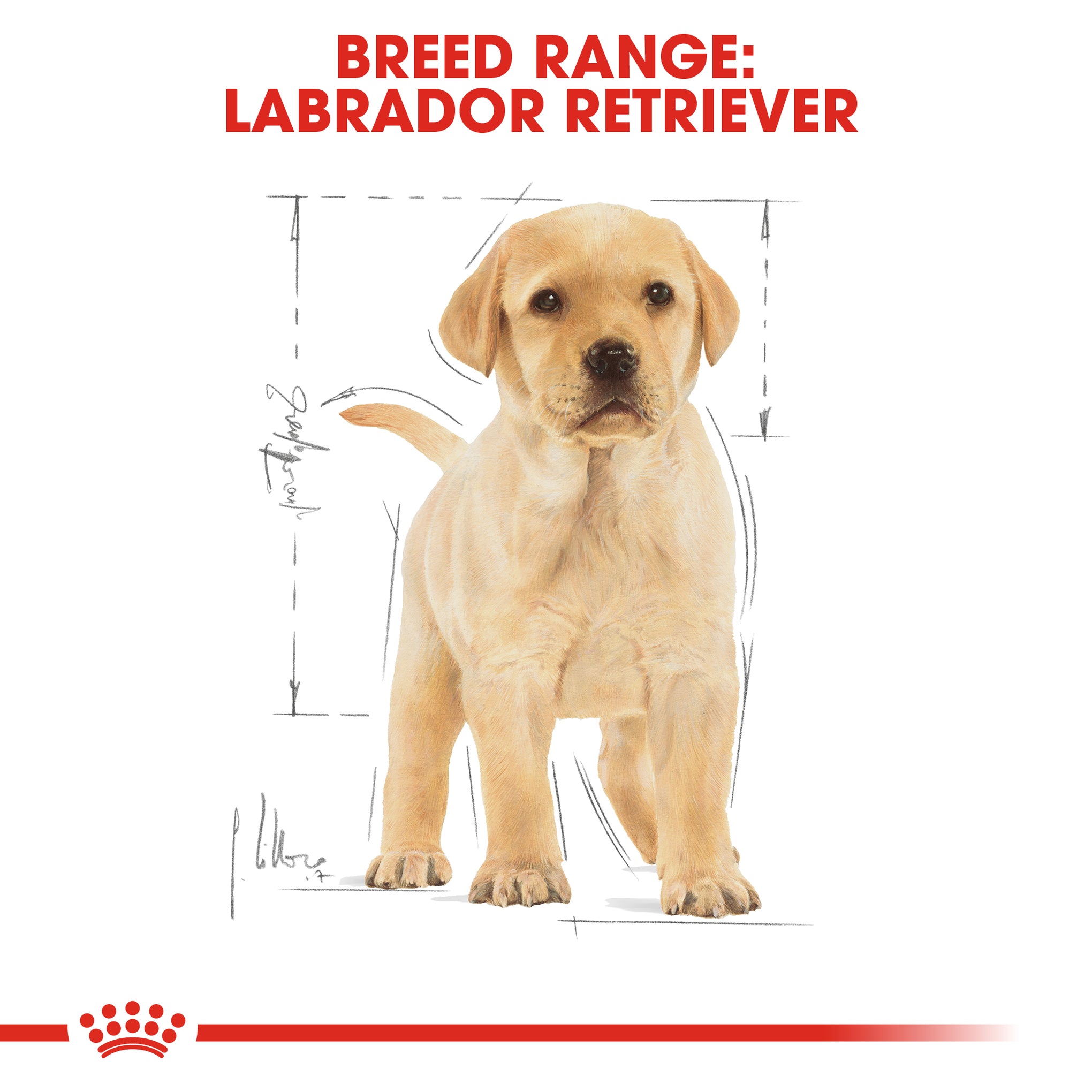 Royal Canin Labrador Puppy Dry Dog Food 12kg