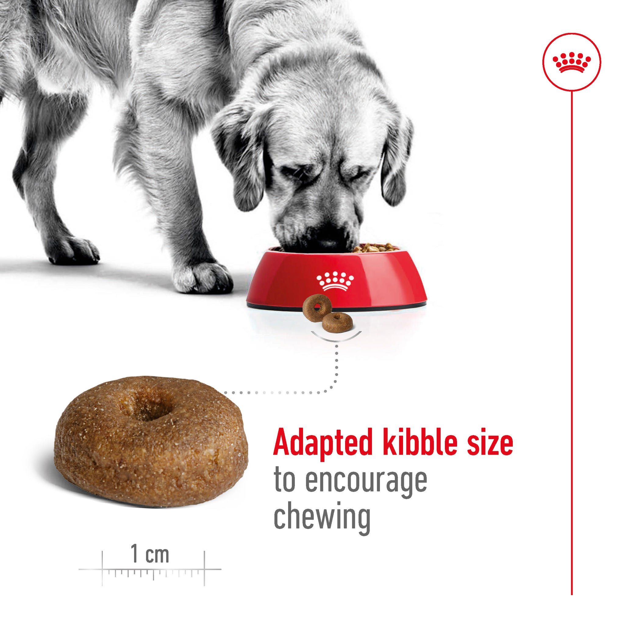 Royal Canin Maxi Ageing 8+ Dry Dog Food 15kg