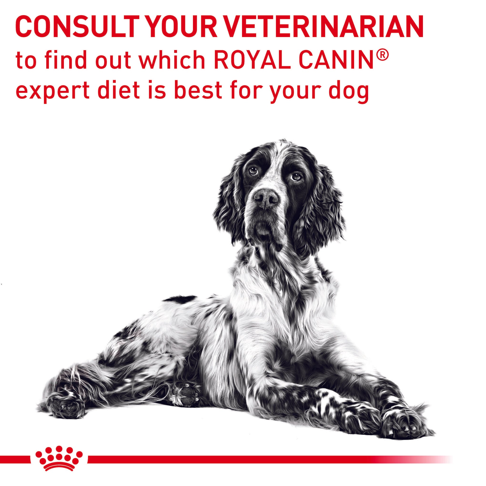 Royal Canin Veterinary Diet Dental Adult Dry Dog Food