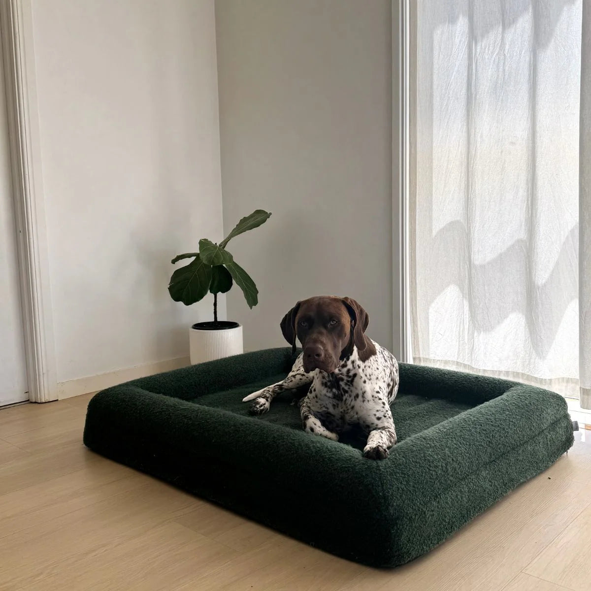 Dazy Dog Orthopaedic Memory Foam Dog Bed Forest Boucle