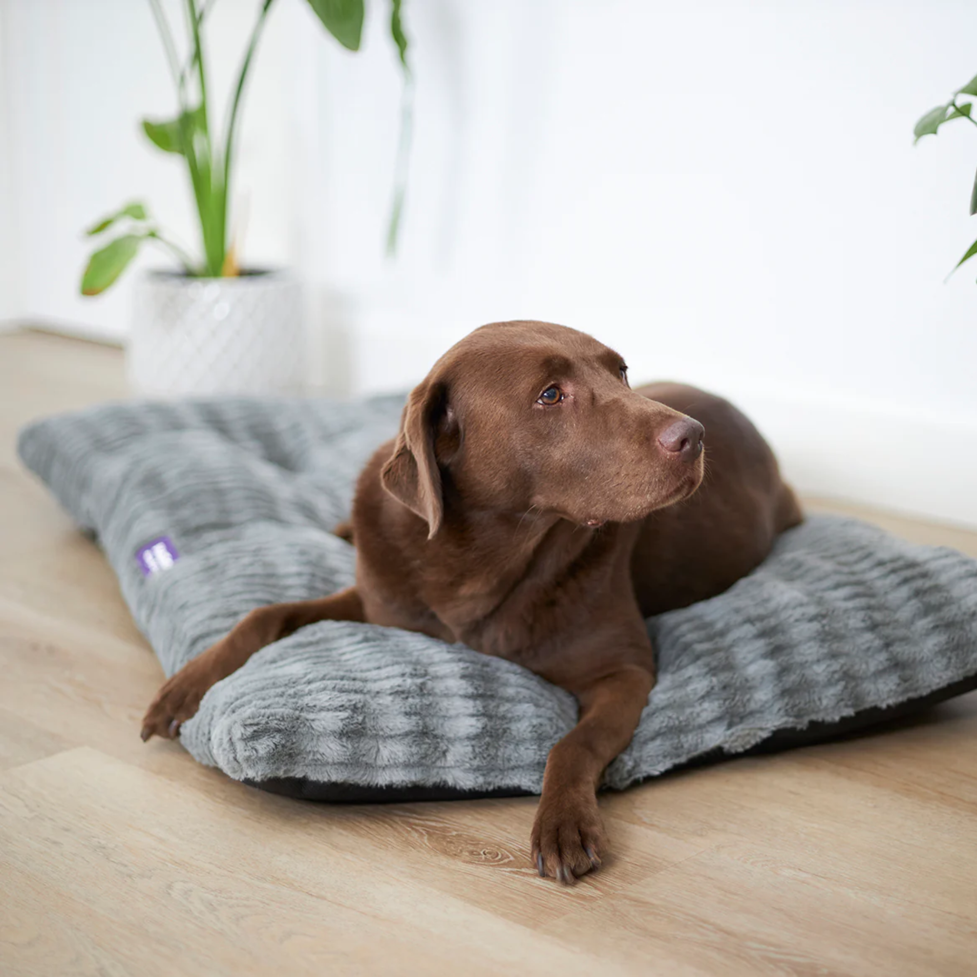 Kazoo Soft Dog Crate Cushion Storm Grey
