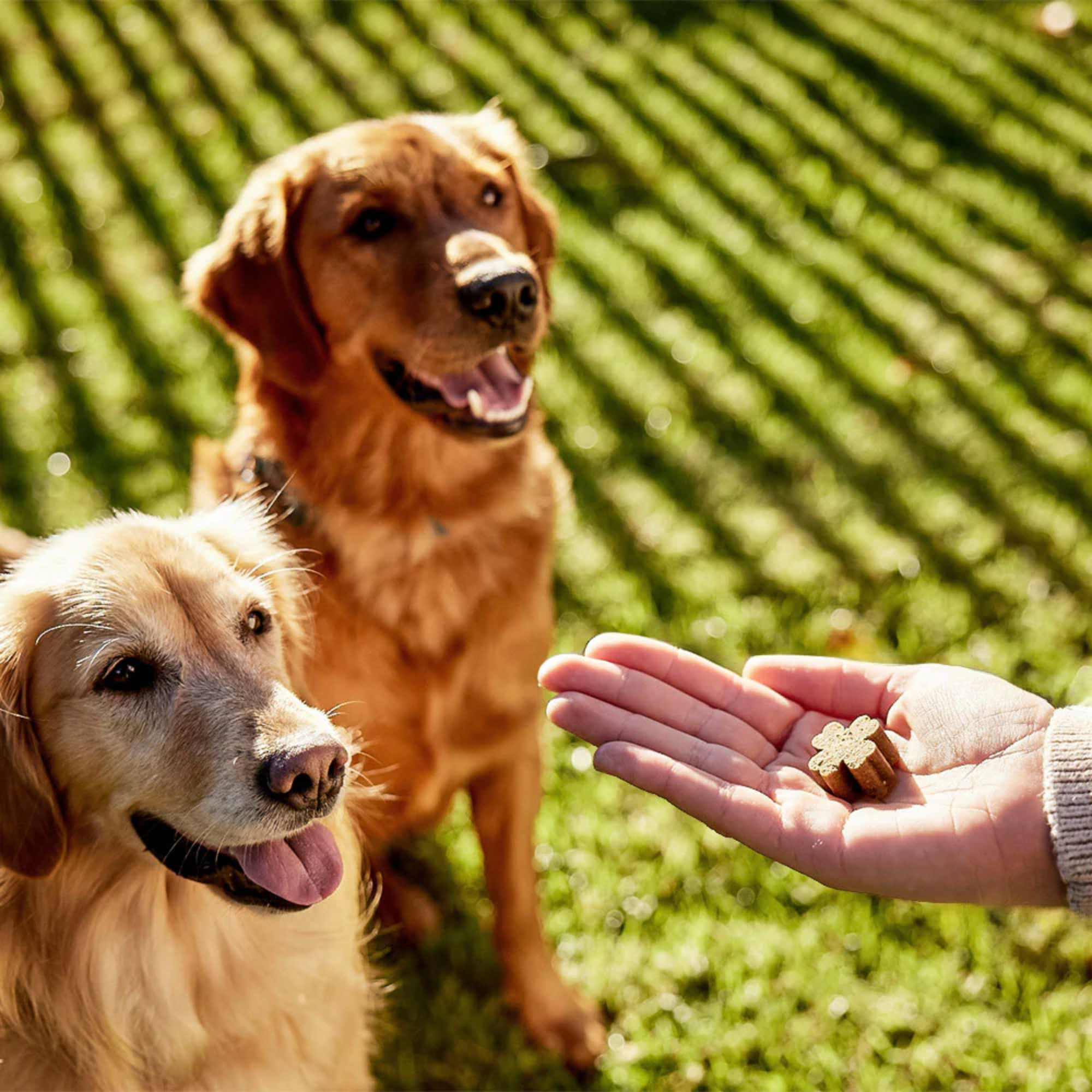 ZamiPet Joint Protect Chews for Dogs