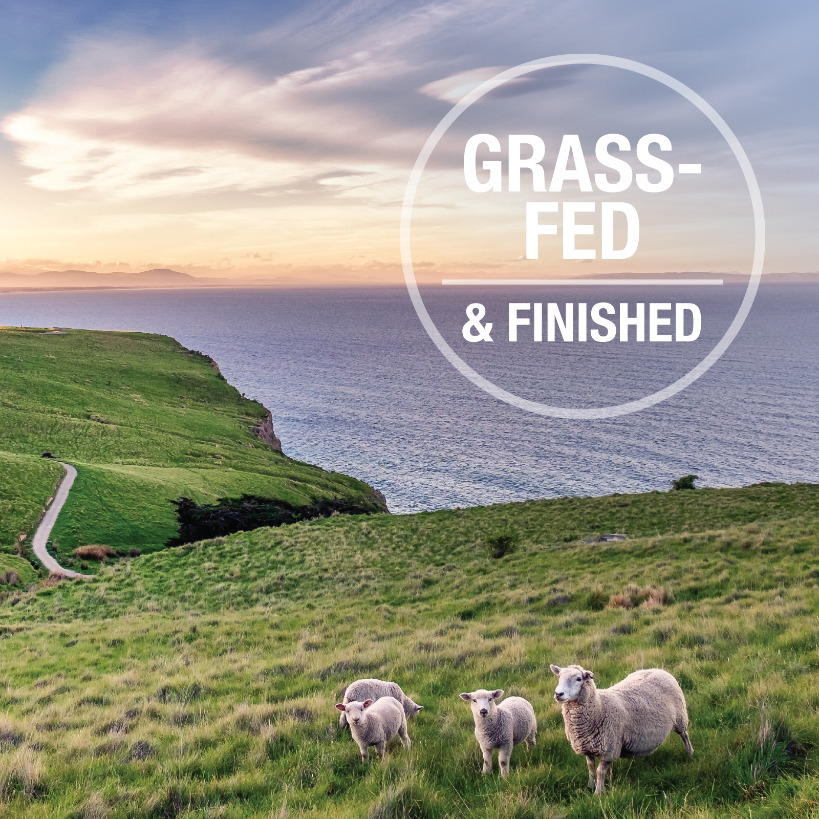 K9 Natural BPA Free & Gelatin Free Dog Food Lamb Single Can 370g